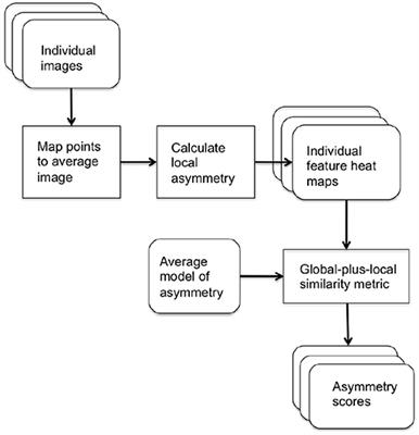 Associations Between Genetic Data and Quantitative Assessment of Normal Facial Asymmetry